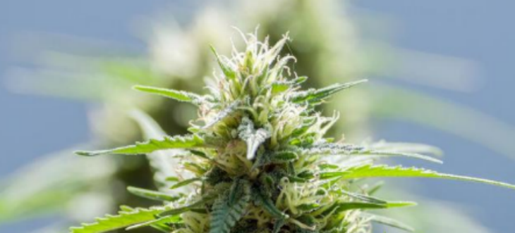 凯时尊龙·(中国)人生就是搏!官网